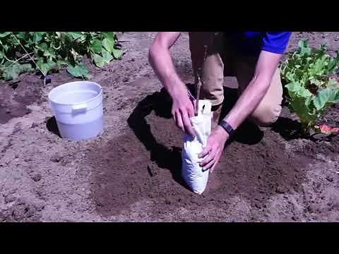 How to plant a bare root Grape plant