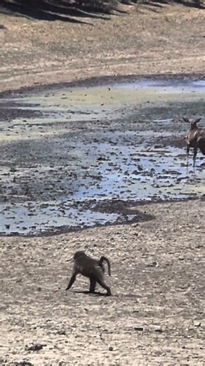 Baboons walk to water in Mountain Zebra National Park, South Africa