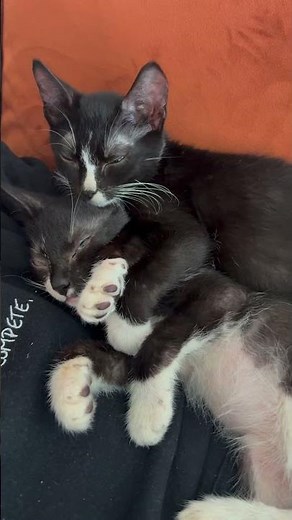 Kittens rescued from basement relax in foster