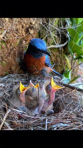 专吃蜥蜴#鸟类实拍