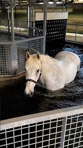 How Water Turns a Walk Into a Horse Workout