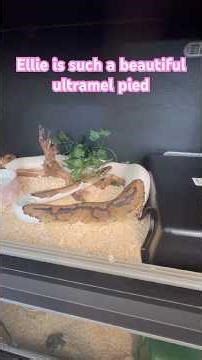 This ball python's colors are unreal #snake #python #reptiles