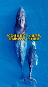 11K views · 279 reactions | Did you know that there are THREE different forms of shark reproduction? 麗 Oviparity (egg-laying) 麗 Ovoviviparity 麗 Vivparity (live birth) Love discovering fun facts like these? Become a member of the Shark Trust today and get your free copy of our magazine, Shark FOCUS, for exclusive insights and facts about sharks and rays. https://www.sharktrust.org/listing/category/join-us | nikola | Facebook