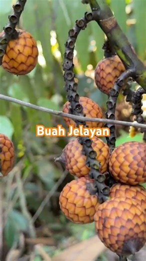 Buah dalam gambar itu nampak seperti buah rotan (rattan fruit), daripada genus Calamus.#viralvideo