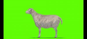 Goat Walk Run Video Stock Footage Video (100% Royalty-free) 3506079301 | Shutterstock