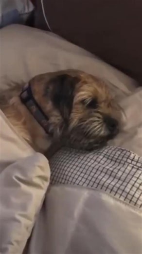 What makes your BT jump out of bed? Let me know in the comments 👇 ——— 🎥 - [@ozzie.venkman.borderterrier](https://www.instagram.com/ozzie.venkman.borderterrier/) | Border Terrier Dog
