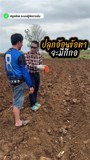 วิธีปลูกอ้อยข้อตา เพิ่มผลผลิตอย่างมีประสิทธิภาพ