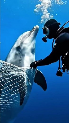 Heartbreaking Dolphin Rescue | Trapped Dolphin Saved Just in Time 🐬