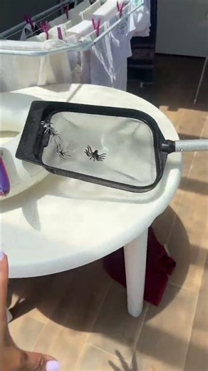 TEM VARIAS ARANHAS NA MINHA PISCINA