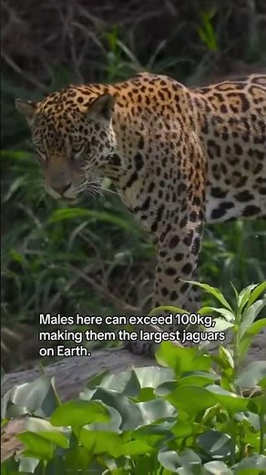 See the jaguars of Pantanal | National Geographic Traveller (UK)