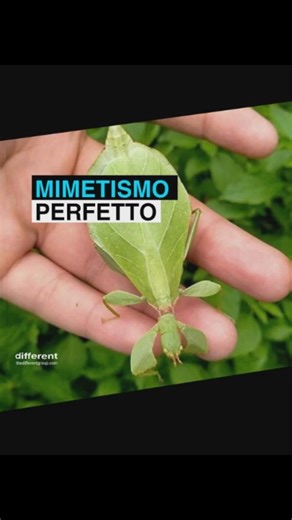 different ® on Instagram: "MIMETISMO PERFETTO Questo nel video è un Phyllium gardabagusi, un insetto foglia (ordine Phasmatodea, famiglia Phylliidae) descritto scientificamente nel 2020 e noto per una mimetizzazione “da foglia” estremamente efficace. Il corpo è appiattito dorso-ventralmente e, come in altri Phyllium, l’insieme di profilo corporeo e lobi delle zampe contribuisce a spezzare i contorni e a simulare una lamina fogliare quando l’animale resta immobile nella vegetazione. La specie è s