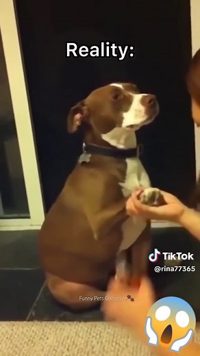 Funny Pit Bull Dog Videos on TikTok | Hilarious Pitbull Soft TikTok