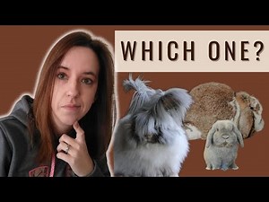 Rabbit Breeds With Good Temperaments