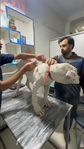 Dog medicine|vaccination rabies