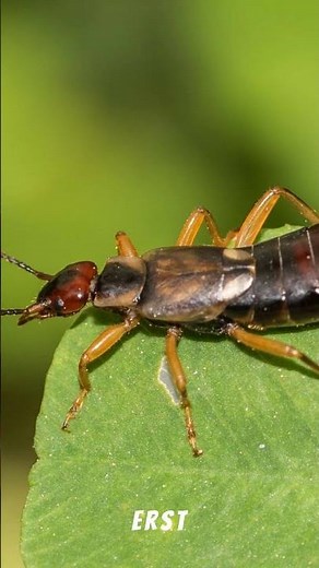 👂 This insect does NOT crawl into ears 😳