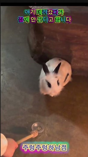 🐾 아이가 시간 가는 줄 몰랐던 곳!#주렁주렁 #카피바라 #동물체험#동물#귀여움