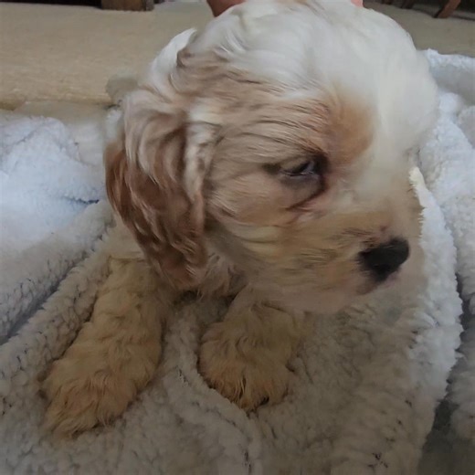 Pupdate: Par Annette Bobby McGee is 5 weeks old Apricot and White Parti coloured Cavoodle. We love breeding unusual coloured Cavoodles :) #cavoodlesofinstagram #particavoodlepuppy | Par Annette Poodles