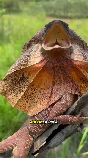 The truth about the little lizard Godzilla