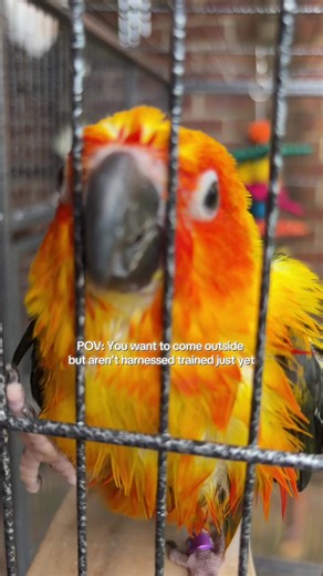 Training Sun Conures for Outdoor Adventures