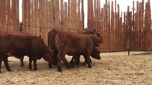 Check out the thickness on this set of heifers being offered March 21. Gear up to build your maternal factory. www.BeefOnForage.com | Beefmaster Bull Sale