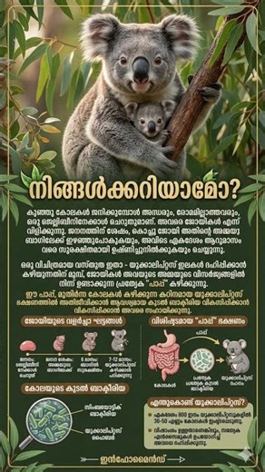 നിങ്ങൾക്കറിയാമോ? Amazing Facts About Koalas! | Koala Life Cycle Explained😳😳