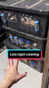 Having a rodent breeding facility may be tiring kasi demanding talaga. Pero eversince I started breeding my own rodents, thankful ako na hindi na ako nagkukumahog na maghanap ng food source for my 🐍 pero can I just say! SOBRA BILIS DUMAMI! 🤣😱