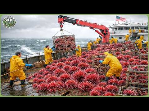 How Tons of Luxury Seafood Are Harvested & Processed – Inside the World’s Most Expensive Seafood