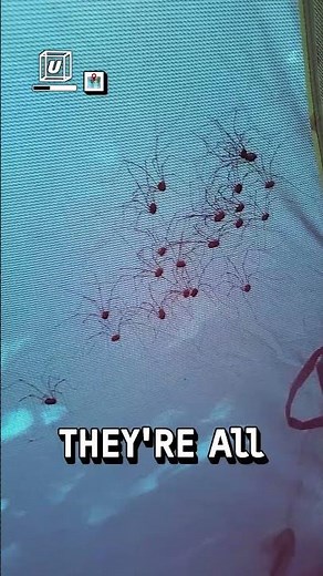 Spiders congregate on top of tent 😳🕷️ 🎥: Rebecca Moore via ViralHog