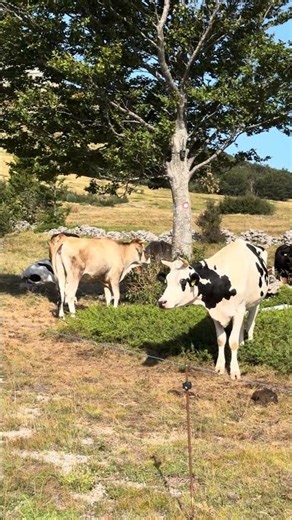 WAS GUCKST DU? 🐄🇭🇷 | Kühe am Velebit