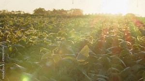Soybeans plantation in Brazil. Real farm in the interior of Brazil. Aerial image.