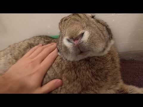 Flemish Giant Rabbit: Grooming