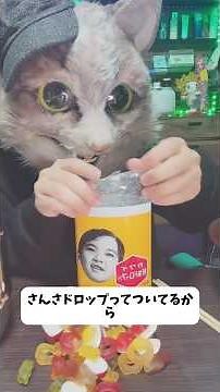 ドライアイに効果があると話題になった肝油ドロップを買ってきた猫ちゃん #ねこ