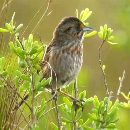 Good morning #Birds & #Nature! Seaside sparrow calling (Ammospiza maritima) . It is a species of American sparrow. Their breeding habitat is salt marshes on the Atlantic and Gulf coasts of the United States from southern New Hampshire to southern Texas. | BIRDS & Nature