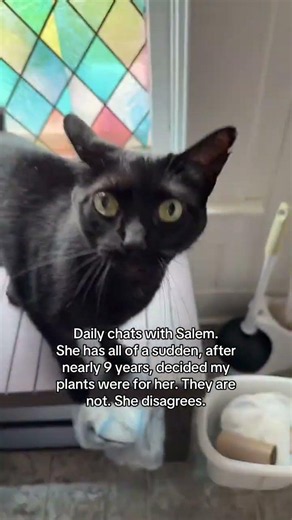 @catscoffeechaoscrafts: Daily chats with Salem. She has all of a sudden, after nearly 9 years...