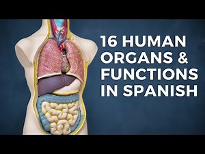 16 Human Organs & Functions in Spanish