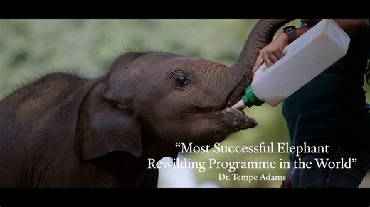 This #WorldElephantDay, together with conservation biologist Dr. Tempe Adams, we celebrate the joy of seeing orphaned calves return to the wild, ready for a life on their own. Our own Baby Dilmah took his first steps into the wild not long ago, and soon Baby Dilly, whose care we sponsor right now, will also follow. Through this process of rewilding, each elephant is gradually reintroduced to its natural habitat – not just surviving but thriving as part of the wild once more. The Udawalawe Elepha