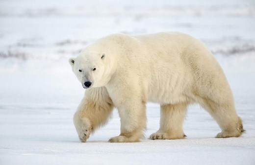 Pizzly Bear: 10 Fascinating Facts About Polar-Grizzly Hybrids - Our Planet