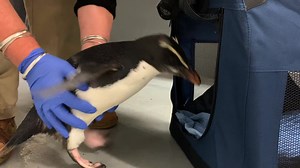2.6K views · 72 reactions | A Fiordland penguin hailing from the...