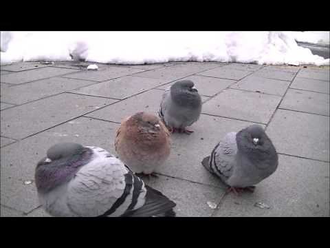 ぷくぷくぽんぽん 可愛い鳩ぽっぽ cutest pigeons ever