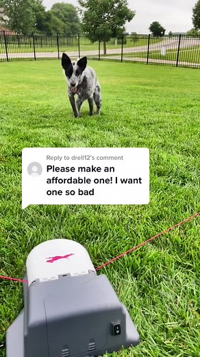 Introducing CHASE! - The Most Affordable Outdoor Dog Chase Toy