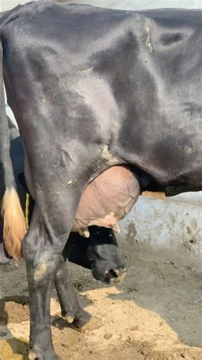 03451099392 | Australian friesian cross cow | Australia cow | Big udder milking cow | #merasahiwaltv