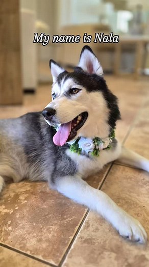 Nala! Hi there, I’m Nala! 💛 I’m a 2-year-old Siberian Husky with one dazzling blue eye, one warm brown eye, and three strong legs that carry me through life with so much love to give. Yep—I’m a proud tripod pup! I didn’t start out this way, but after months of vet visits, treatments, and hope, my humans realized the kindest thing for me was to let go of the leg that just wouldn’t heal. And you know what? I’m finally pain-free, fully healed, and so ready to find my forever family. I’ve been livi
