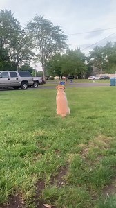 436K views · 21K reactions | Hello from Hillsborough, NJ | UPS Dogs | Facebook