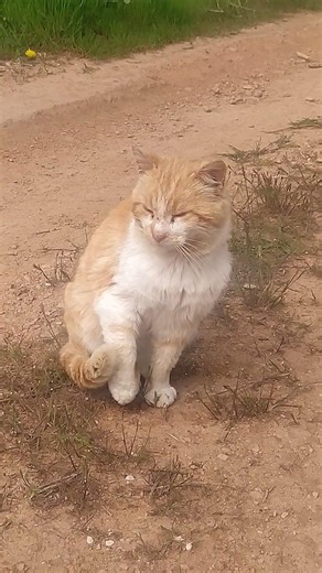 Cat, Bird Sounds #cat #birdsounds #bird #short #shortvideo #bird #pets