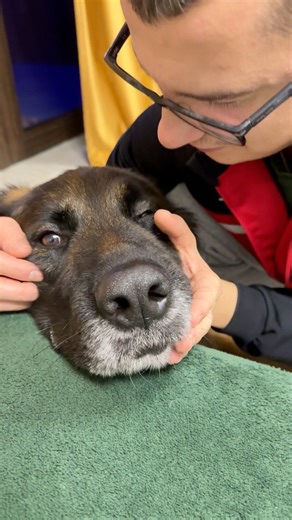 Kisses time #dog #Lovely #cute #kiss #germanshepherd | EVO the German Shepherd