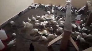 AVEC UN BUDGET DE 25 000 L'ÉLEVAGE PEUT DEVENIR VOTRE SECONDE ACTIVITES MAIS COMMENT? INSCRIVEZ VOUS A NOTRE FORMATION QUI COMMENCERA LE 02JUILLET AVEC DOCUMENT ET ATTESTATION COMMENCEZ AVEC LE PEU QUE VOUS AVEZ POUR DEVENiR UN GRAND ELEVEUR SAVEZ VOUS POURQUOI LES PINTADES RESISTENT MIEUX AUX PATHOLOGIES AVIAIRES QUE LES POULETS ?DEVENEZ UN GRAND ELEVEUR DE POULET LOCAUX ET DES PINTADES LOCALES GRACE A NOTRE FORMATION AGROCONSEIL ONG FORMATION SUR L'ÉLEVAGE DES PINTADES LOCALES , POULETS LOCAUX