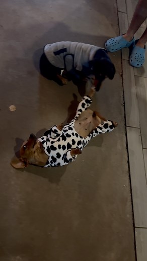 Hoy les tocó estrenar a los chaparritos estos 🐶 | HAssilem Liz Bell