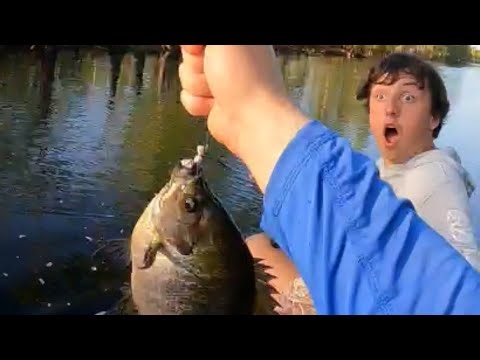 Catching RECORD bluegill on top water bug!!