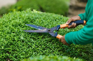 The Best Grass Shears of 2024