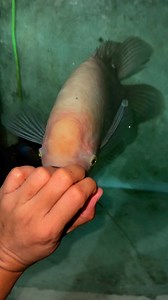 Kunin mo na dto yung albino gourami sir #foryoupageシforyou #foryourpage #fishtank #fishkeeping #aquarium #HappyFishKeeping #fish #flowerhornfish #monsterfishtank #monsterfish | Pulis Fishkeeper